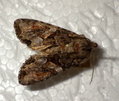 Lacanobia contigua