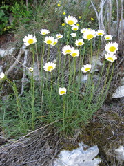 Leucanthemum burnatii