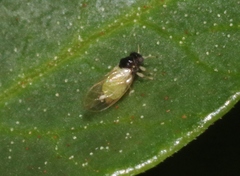 Calophya minuta