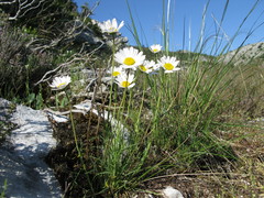 Leucanthemum burnatii