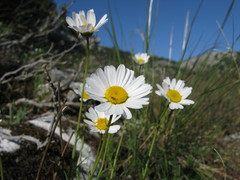 Leucanthemum burnatii
