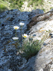 Leucanthemum burnatii