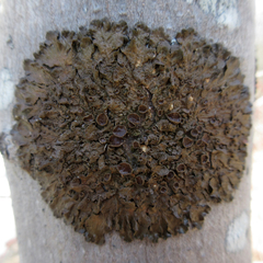 Melanohalea septentrionalis