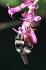 Criorhina caudata