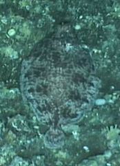 Microstomus bathybius