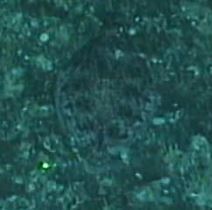 Microstomus bathybius
