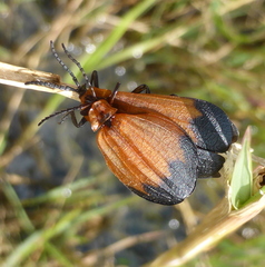 Lycus ampliatus