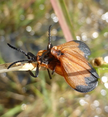 Lycus ampliatus