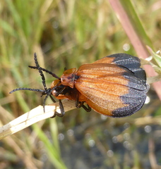 Lycus ampliatus