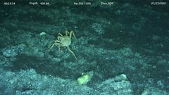 Lithodes aequispinus