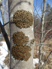 Melanohalea septentrionalis