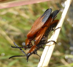 Lycus ampliatus
