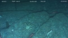 Lithodes aequispinus