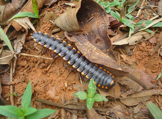 Odontopeltis
