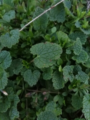 Lamium purpureum