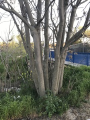 Ailanthus altissima