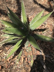 Agave horrida