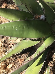 Agave horrida