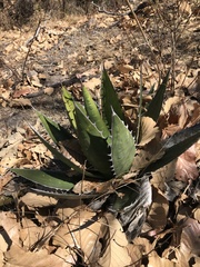 Agave horrida