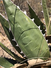 Agave horrida
