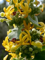 Manulea caledonica