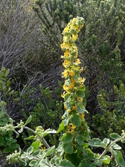 Manulea caledonica