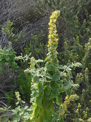 Manulea caledonica