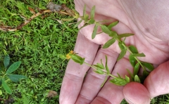 Hypericum brevistylum