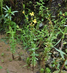 Hypericum brevistylum