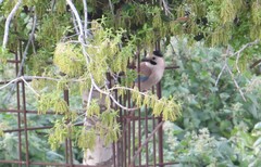 Garrulus glandarius atricapillus
