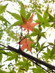Acer