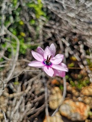 Ixia superba