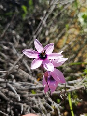 Ixia superba