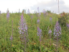 Scilla hyacinthoides