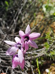 Ixia superba