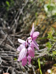 Ixia superba