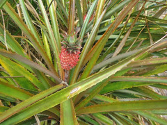 Ananas comosus bracteatus