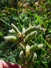 Argyrolobium crinitum