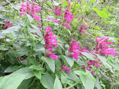 Agastache pallida