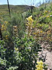 Argyrolobium crinitum