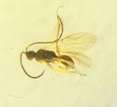 Embolemidae