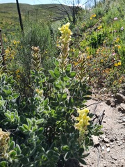 Argyrolobium crinitum