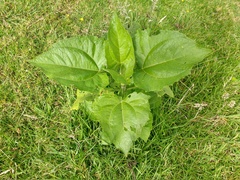 Smallanthus pyramidalis