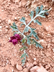 Vesper multinervatus