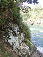 Chionochloa bromoides