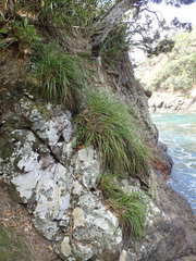 Chionochloa bromoides