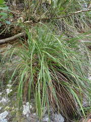 Chionochloa bromoides
