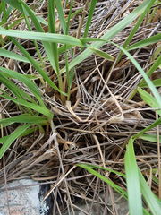 Chionochloa bromoides