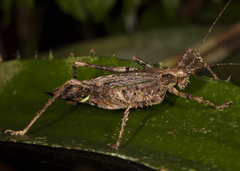 Clepsydronotus dentipes