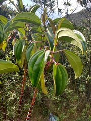 Meriania nobilis